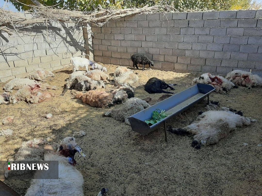 ۲۵ گوسفند طعمه گرگ شدند