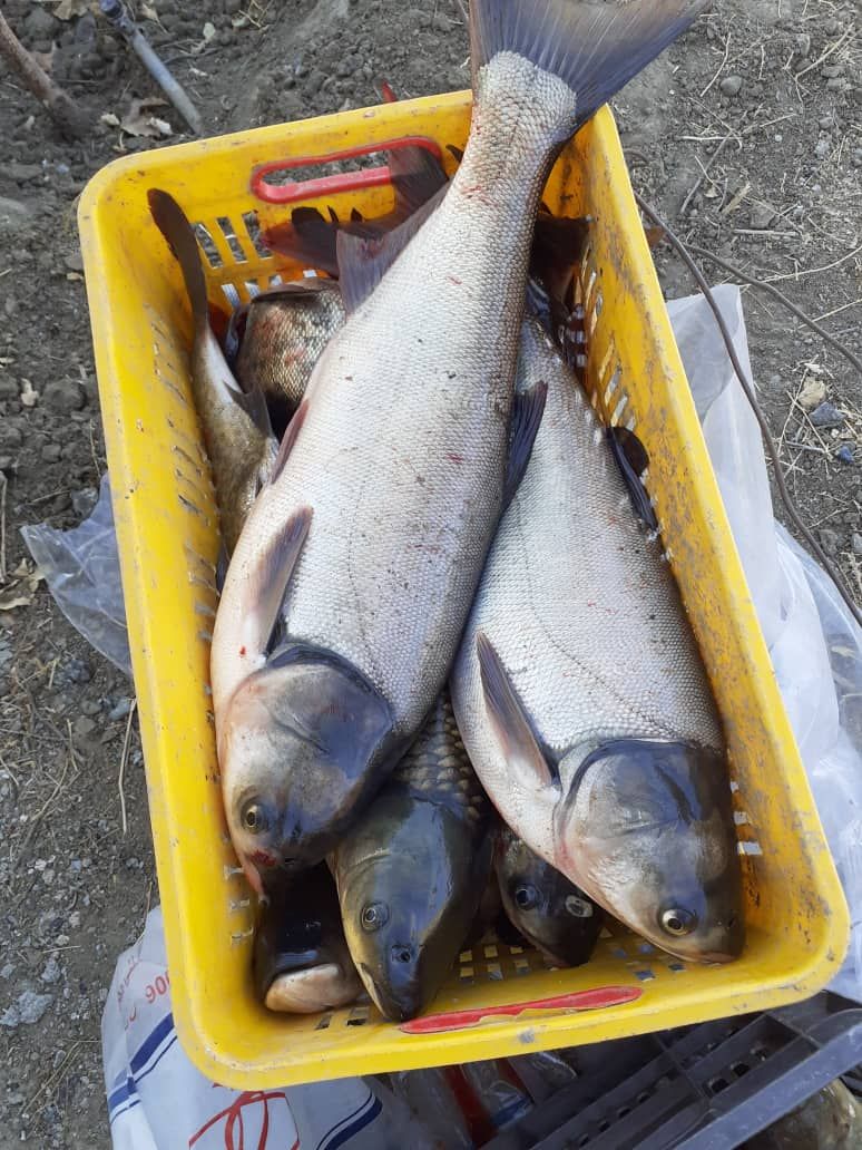 برداشت ماهی از استخر‌های کشاورزی در جغتای