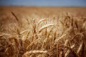 تاکید بر کشاورزی حفاظتی در طرح ملی گندم بنیان