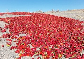 فلفل قرمز ایرانی در دام خام فروشی