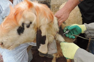 ماجرای واکسن‌هایی که به دام‌های کهگیلویه و بویراحمد نرسیده