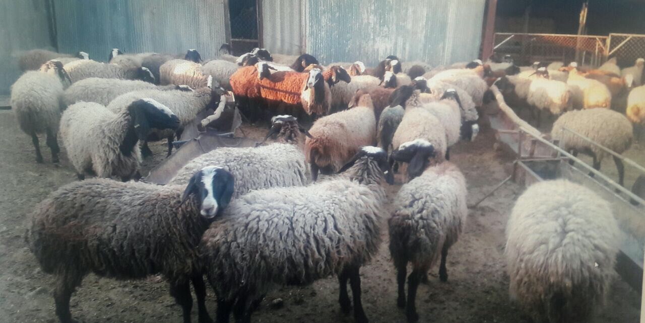 کشف ۲۵۵ راس انواع احشام از سارقین مسلح در حمیدیه کشف ۲۵۵ راس انواع احشام از سارقین مسلح در حمیدیه