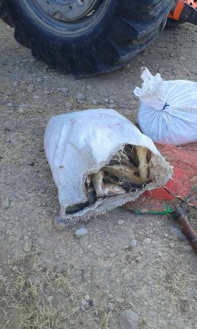 صیادان غیر مجاز با ۲۲۶ قطعه ماهی در دام محیط بانان دنا