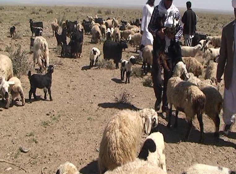 اختصاص ۷۵ میلیارد ریال اعتبار به عشایر خراسان جنوبی