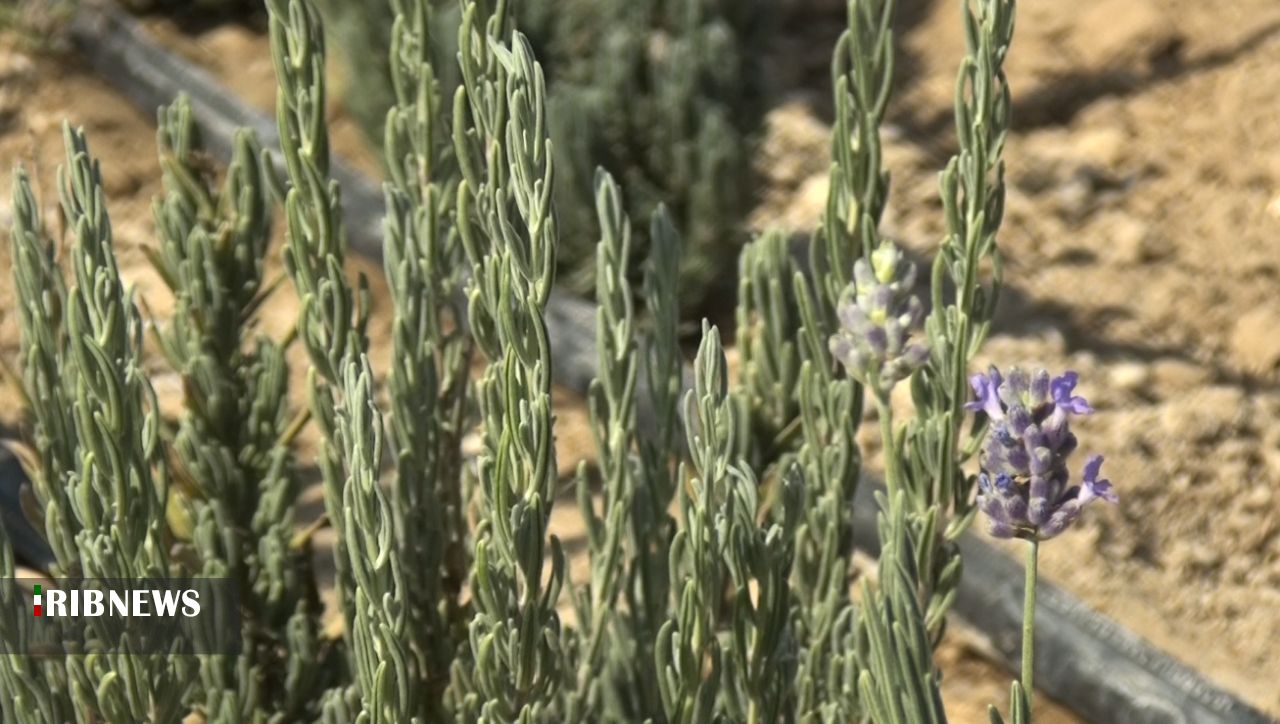 اقتصاد دارویی با رویش ۳۴۰ نوع گیاه در کهگیلویه