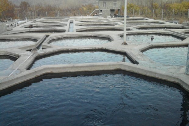 تولید بیش از ۳ هزار تن گوشت آبزیان در سبزوار