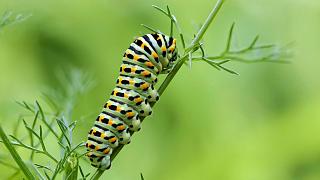 چگونه کرمهای پیلهساز بحران تغییرات آب و هوایی را بدتر میکنند؟ چگونه کرمهای پیلهساز بحران تغییرات آب و هوایی را بدتر میکنند؟