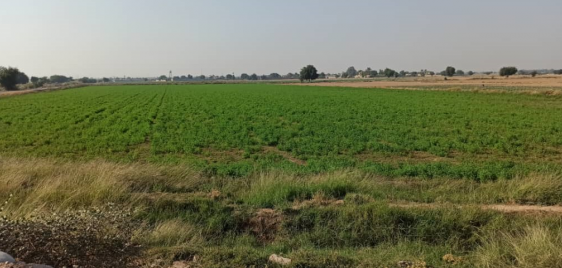 پایان تامین آب کشتهای فصل تابستان پایان تامین آب کشتهای فصل تابستان