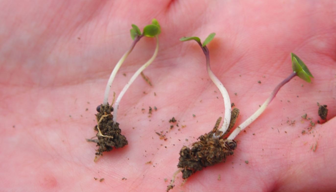 خودکفایی با جهش تولید دیمزار ها خودکفایی با جهش تولید دیمزار ها