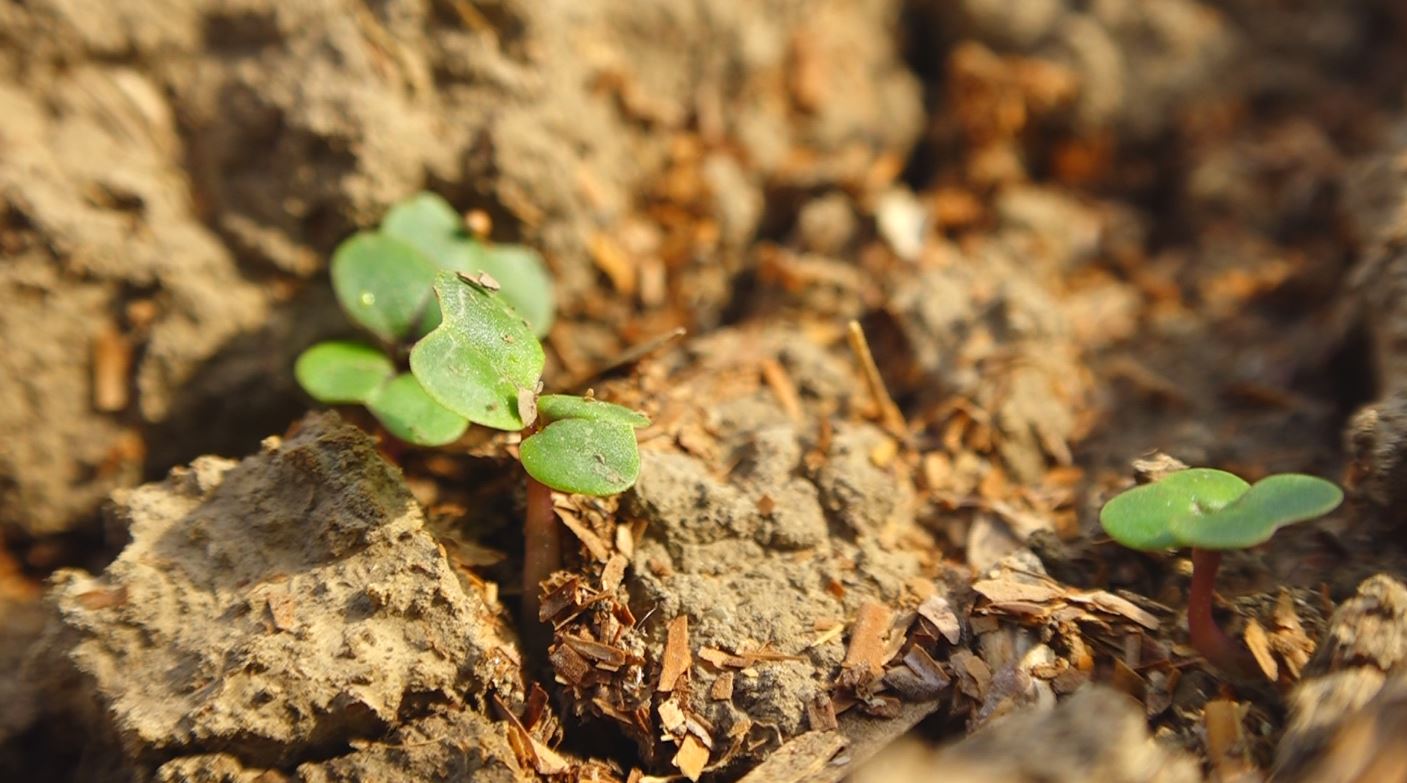 خودکفایی با جهش تولید دیمزار ها خودکفایی با جهش تولید دیمزار ها