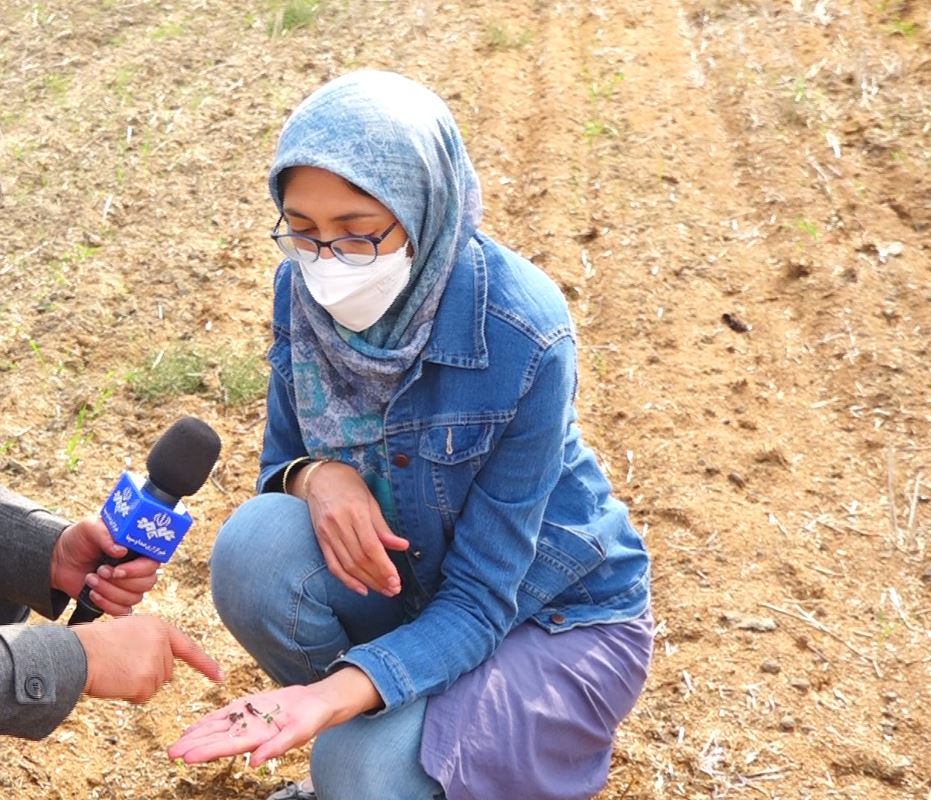 خودکفایی با جهش تولید دیمزار ها خودکفایی با جهش تولید دیمزار ها