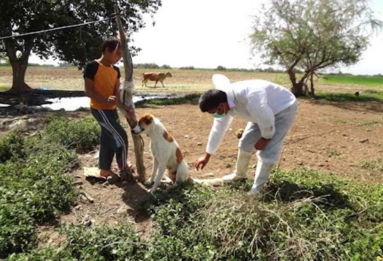 پوشش ۶۵ درصدی واکسیناسیون هاری در کهگیلویه و بویراحمد پوشش ۶۵ درصدی واکسیناسیون هاری در کهگیلویه و بویراحمد
