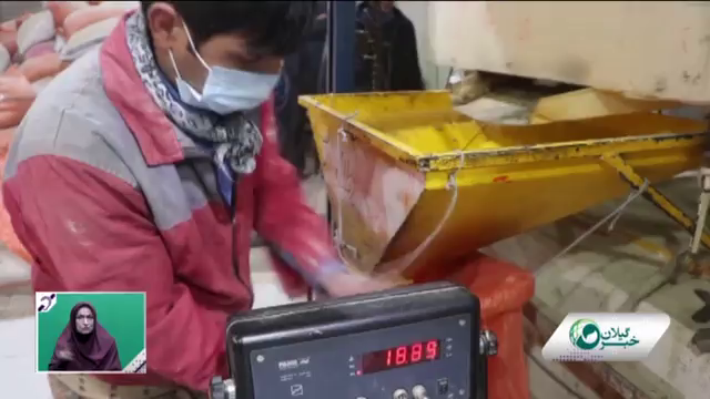 به صرفه نبودن درآمد امسال شالیکوبی‌های گیلان