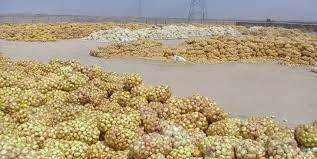 گلایه کشاورزان درگزی از نبود نرخ تضمینی و بازار عرضه برای محصول پیاز گلایه کشاورزان درگزی از نبود نرخ تضمینی و بازار عرضه برای محصول پیاز