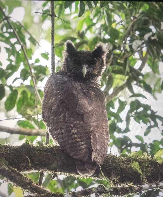 بازگشت «جغد عقاب» به جنگل‌های آفریقا