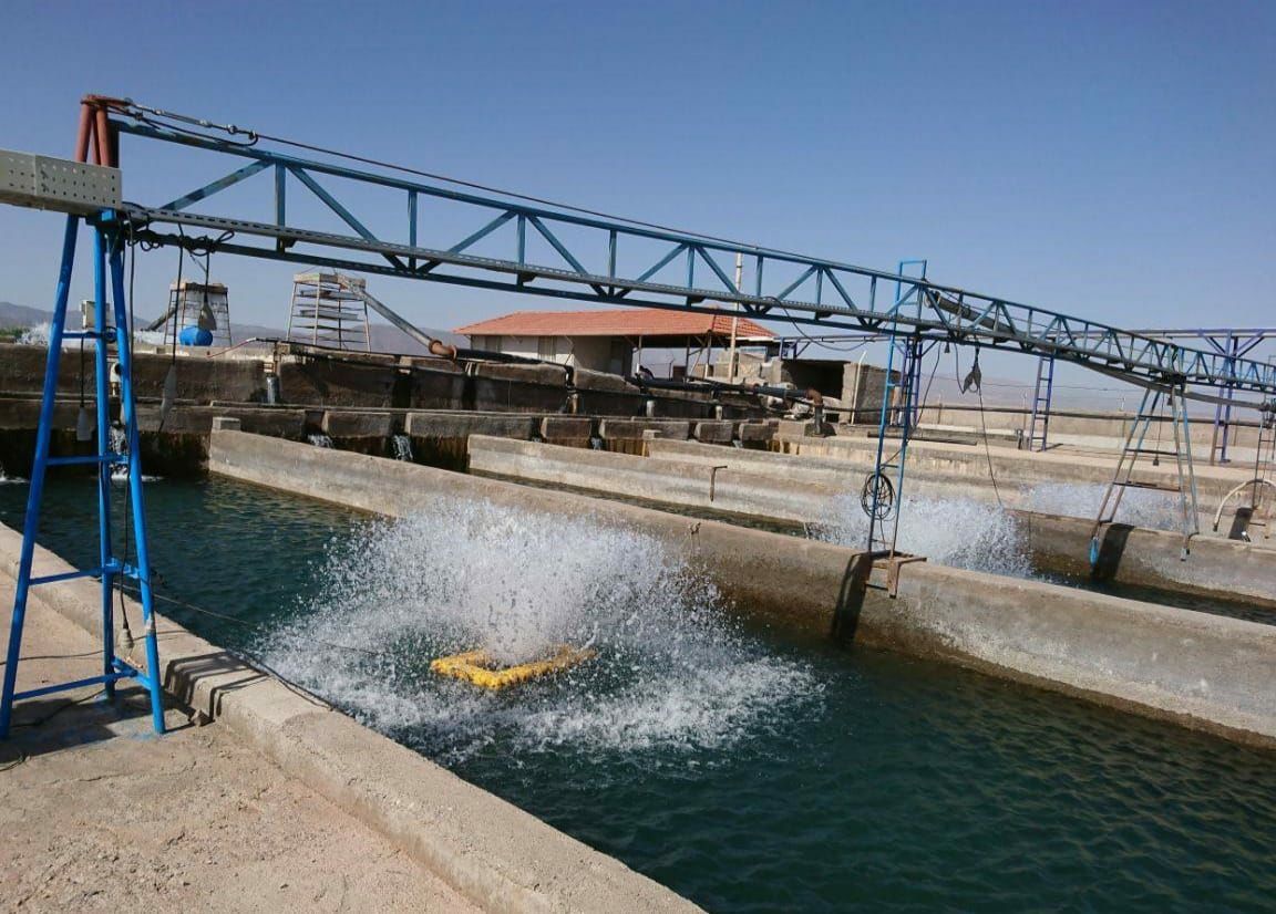 برداشت ماهیان سردآبی از استخر‌های دومنظوره کشاورزی در تربت حیدریه