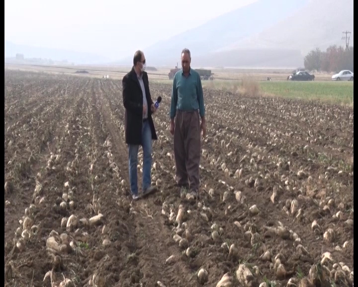 چغندری که قند را در دل زمین آب می کند چغندری که قند را در دل زمین آب می کند