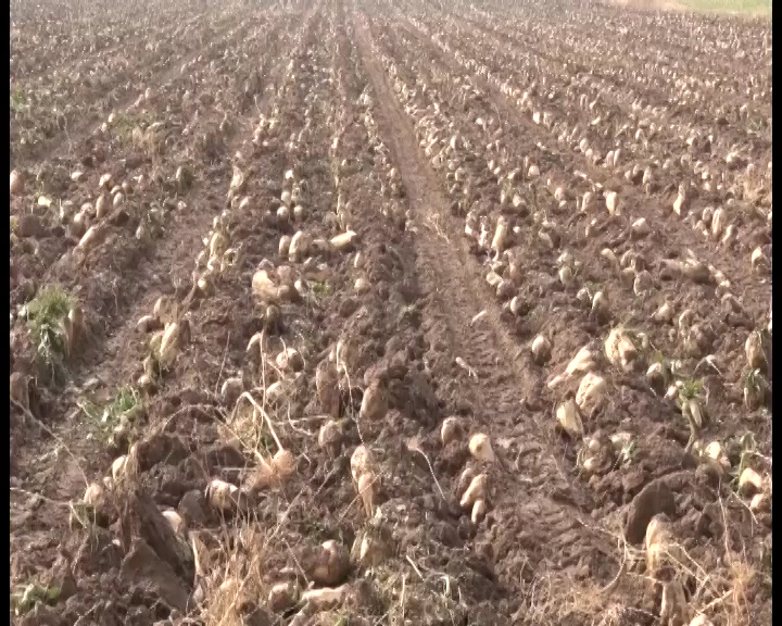 چغندری که قند را در دل زمین آب می کند چغندری که قند را در دل زمین آب می کند