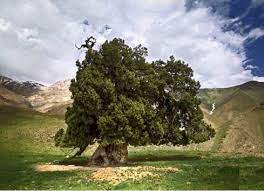 ساماندهی و حفاظت درخت کهنسال ارس در شهرستانک کرج