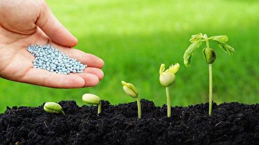 توزیع ۹۵۰۰ تن کود شیمیایی در استان کرمانشاه توزیع ۹۵۰۰ تن کود شیمیایی در استان کرمانشاه