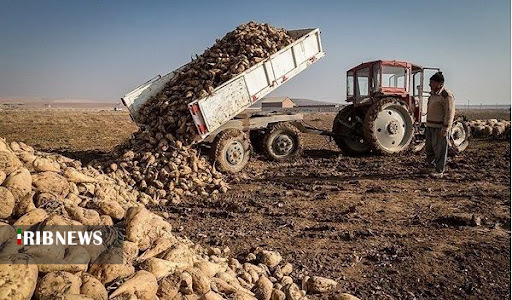 چغندرکاران همدانی ۱۷۰ هزار تن محصول برداشت کردند