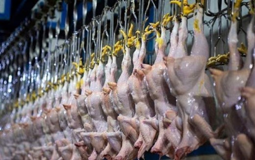 آرامش در بازار مرغ قزوین با افزایش قیمت ها