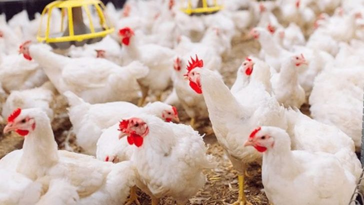 آرامش در بازار مرغ قزوین با افزایش قیمت ها