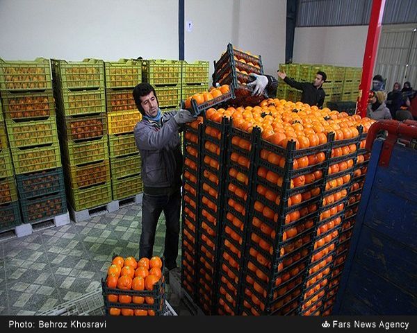 اصول فنی برداشت و ذخیره&zwnj;سازی مرکبات