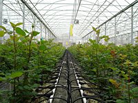 هشدار به گلخانه داران آذربایجان غربی برای پیشگیری از خسارت وزش باد شدید