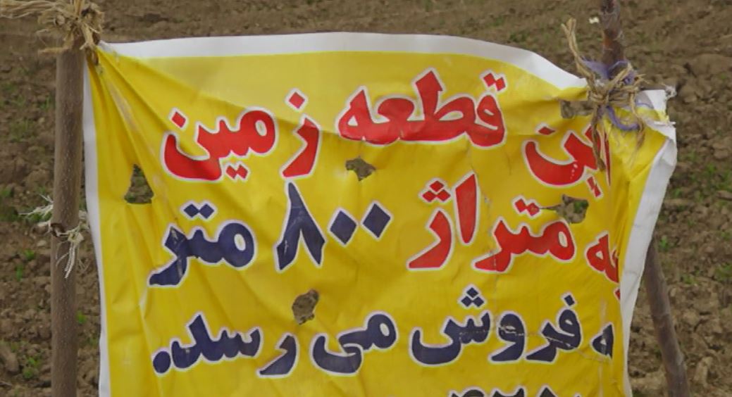 آفتی که اقتصاد کشاورزی را نشانه گرفته آفتی که اقتصاد کشاورزی را نشانه گرفته