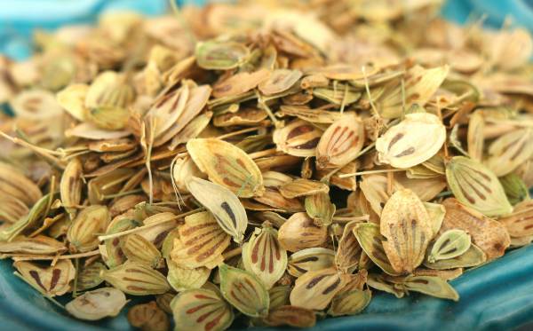 گلپر؛ گیاه خوراکی زیبا، دارای عطر و طعم بی‌نظیر
