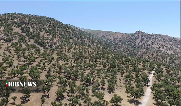 کاشت بذر بلوط و گیاهان دارویی برای احیای جنگل های زاگرس + فیلم