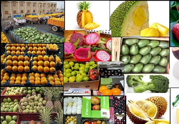 استفاده ازظرفیت بالقوه سواحل مکران درتولید میوه های گرمسیری استفاده ازظرفیت بالقوه سواحل مکران درتولید میوه های گرمسیری