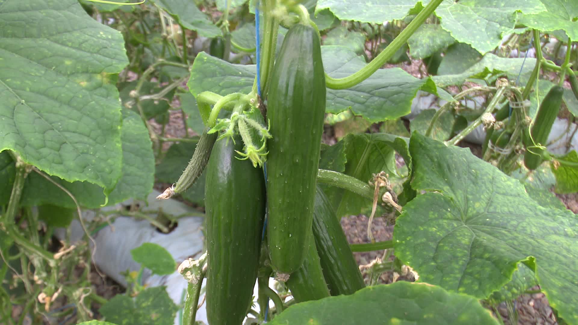 درآمد ۱۱۱ میلیارد تومانی محصولات گلخانه‌ای در خراسان جنوبی