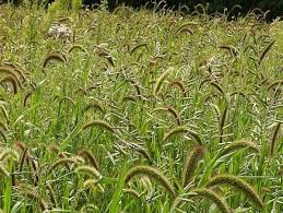 کنترل آفات و بیماری گیاهی وعلف‌های هرز در مزارع گندم ماهشهر