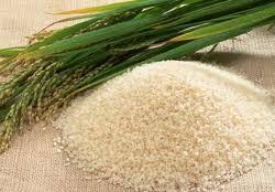 خریداری شالی از شالی کاران شوش