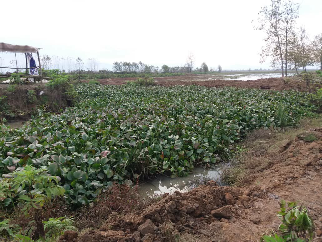 پاکسازی تالاب صومعه‌سرا از هیولای تالاب، سنبل آبی