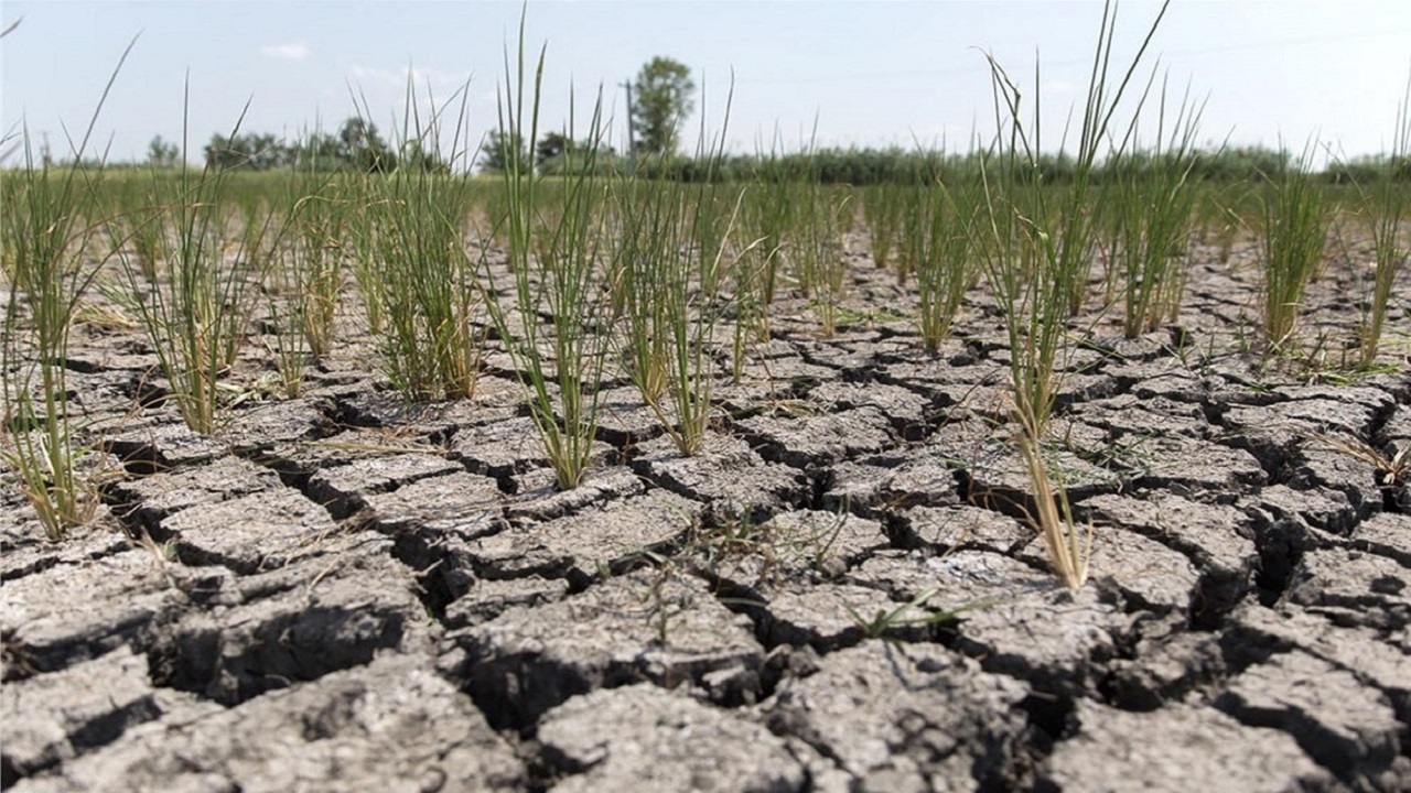 گندم‌کاران بوشهری محصول خود را بیمه کنند