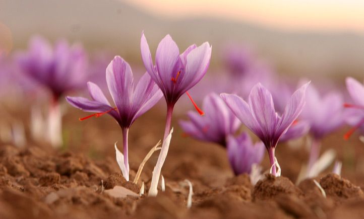 راه اندازی دبیرخانه ملی گردشگری زعفران در تربتحیدریه راه اندازی دبیرخانه ملی گردشگری زعفران در تربتحیدریه