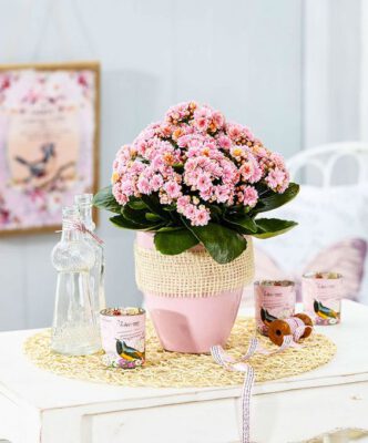 گل‌های خانگی پرفروش را بشناسید