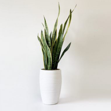 گل‌های خانگی پرفروش را بشناسید