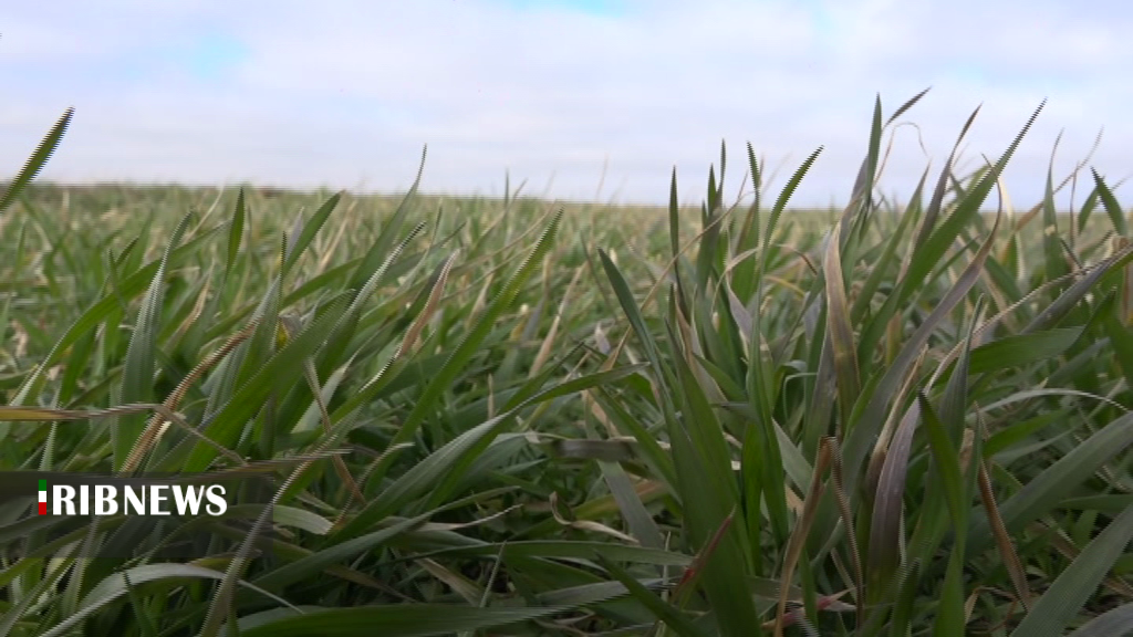 آغاز طرح قرارداد تنظیمی برای خرید محصول کشاورزان آغاز طرح قرارداد تنظیمی برای خرید محصول کشاورزان