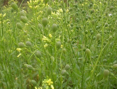 کشت دانه روغنی کاملینا برای اولین بار در کازرون