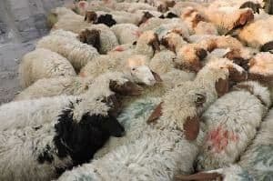 دستگیری قاچاقچیان دام زنده در آوج