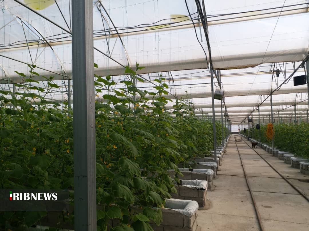 کشت گلخانه ای؛ محصول با کیفیت و اشتغال پایدار کشت گلخانه ای؛ محصول با کیفیت و اشتغال پایدار