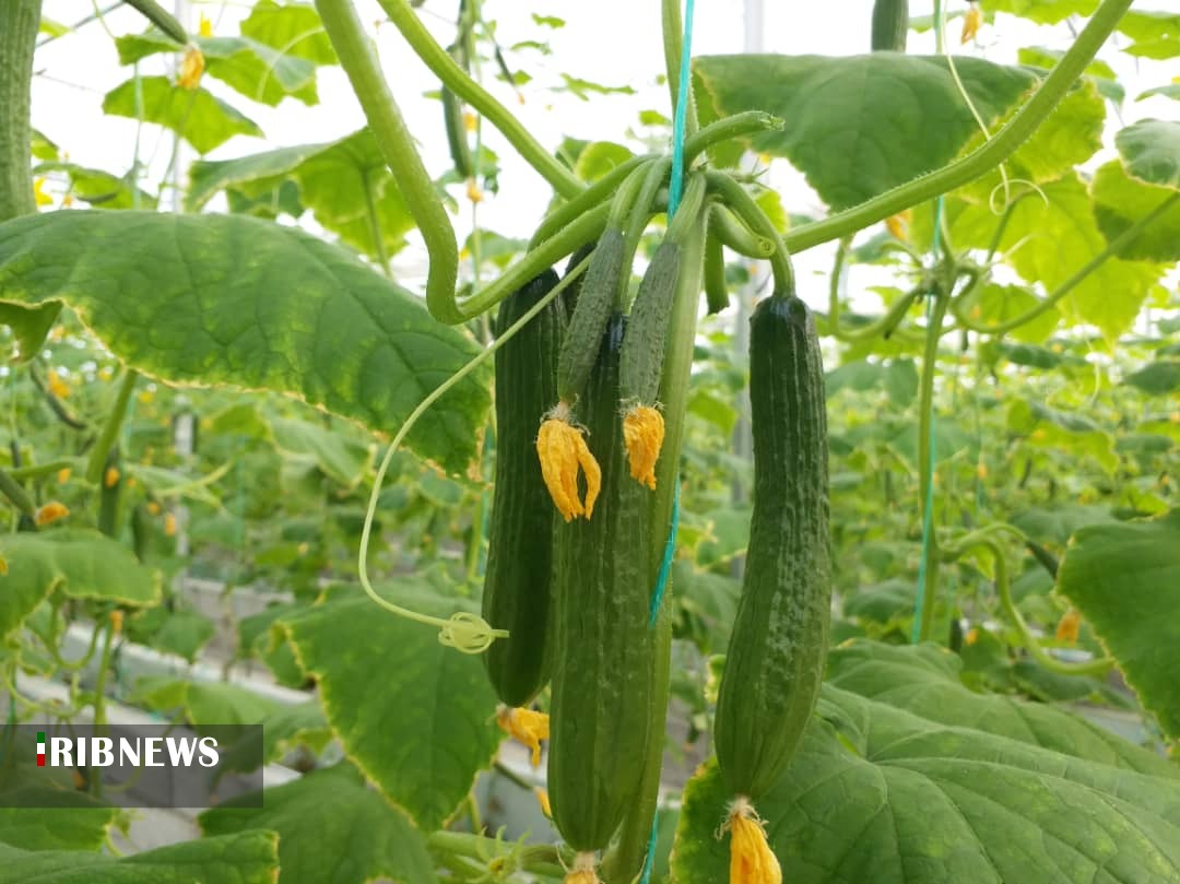 کشت گلخانه ای؛ محصول با کیفیت و اشتغال پایدار کشت گلخانه ای؛ محصول با کیفیت و اشتغال پایدار