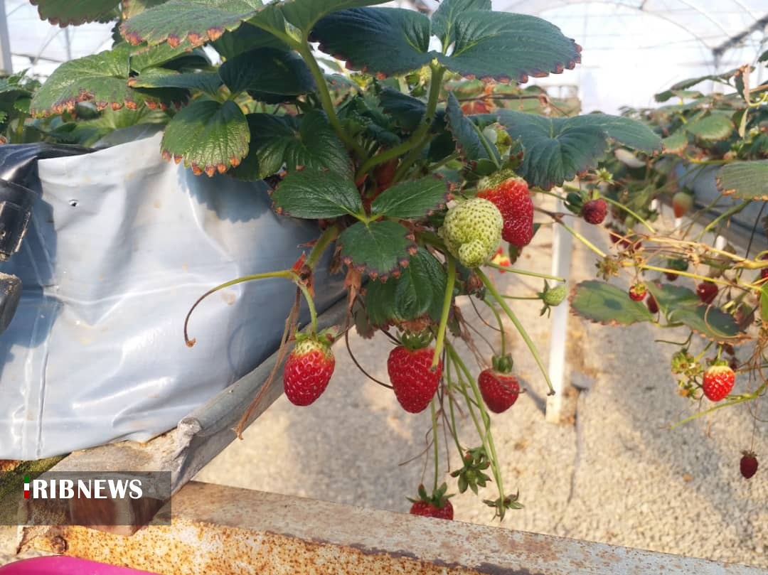 کشت گلخانه ای؛ محصول با کیفیت و اشتغال پایدار کشت گلخانه ای؛ محصول با کیفیت و اشتغال پایدار