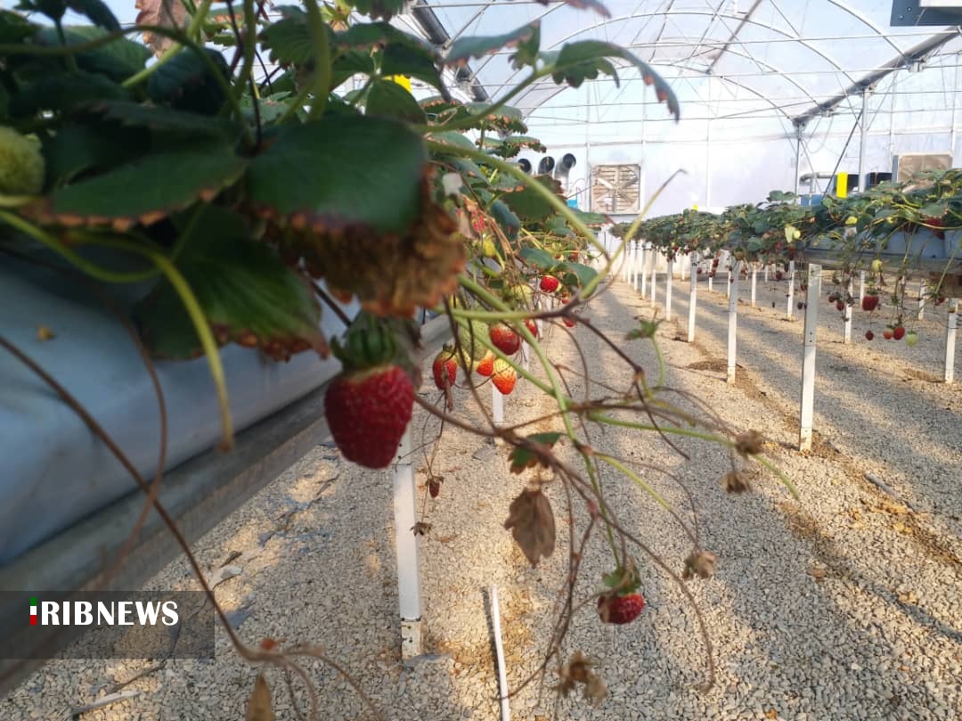 کشت گلخانه ای؛ محصول با کیفیت و اشتغال پایدار کشت گلخانه ای؛ محصول با کیفیت و اشتغال پایدار