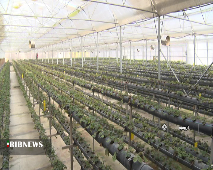 صادرات محصولات گلخانهای از آذربایجان غربی صادرات محصولات گلخانهای از آذربایجان غربی