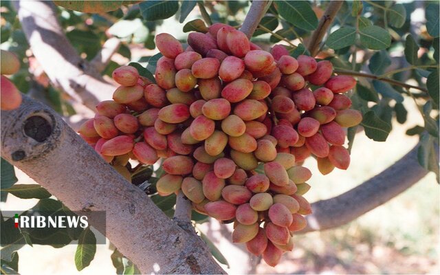 کشت ۳۶۰هکتار باغ پسته در همدان